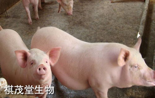 仔猪贱卖,生猪行业陷入 寒冬 猪肉市场又将何时见底 猪肉市场行情分析