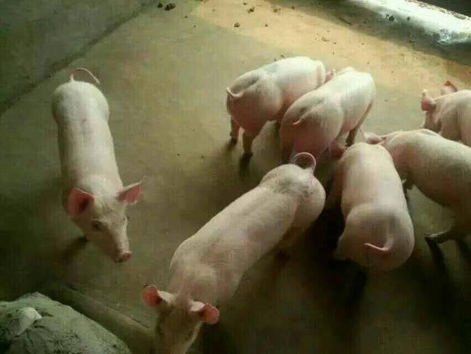 猪苗 商品详情  广大养殖户你们好,本基地是山东最大的仔猪繁育购销