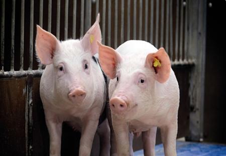 5月19日全国各省市15公斤仔猪价格报价,仔猪卖到成猪价,养猪业应该怎么做