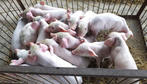 保育猪的护理一定要尽心,这12项工作,一定要都做好,才能养好猪