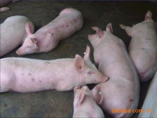 诚信仔猪繁育基地位于中国正阳县经济开发区,是一家经销批发仔猪