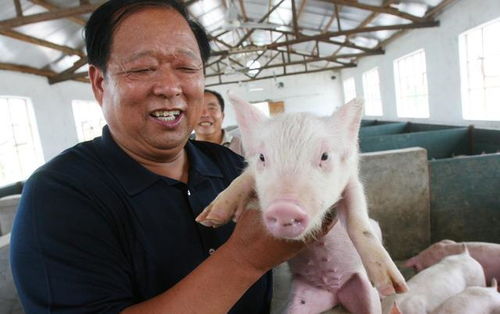 猪价止跌维稳,5省上涨,除了猪价上涨,这2件好事值得养殖户关注
