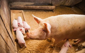 规模化猪场对仔猪饲养的几点建议