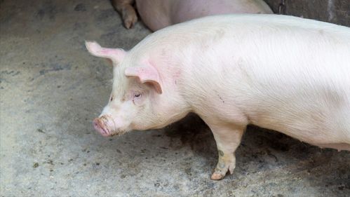6月4日15公斤仔猪价格,仔猪跌幅远超猪价,专业育肥户要歇了