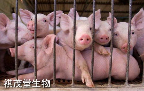农业农村部 生猪生产已经完全恢复,生猪供应相对过剩 猪价还会继续下跌吗